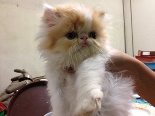 Amijo - Persian Cat