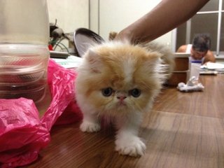 Amijo - Persian Cat