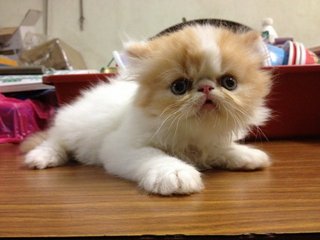 Amijo - Persian Cat