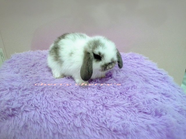 Holland Lop -broken Blue 825 - Holland Lop Rabbit