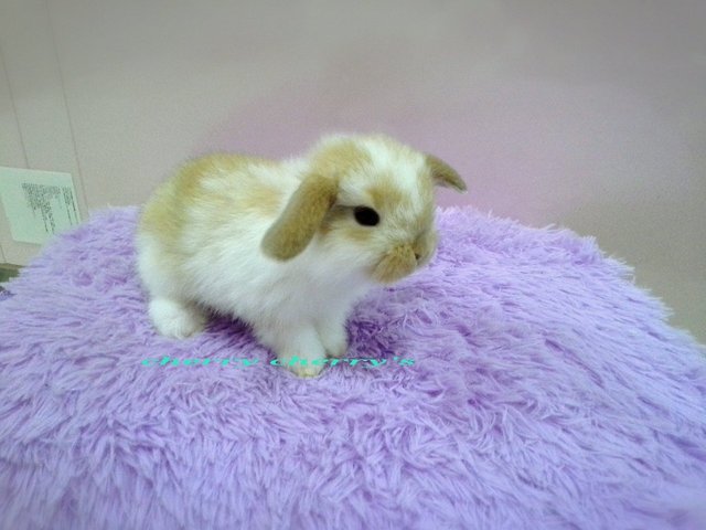 Holland Lop -broken Orange 2508 - Holland Lop Rabbit