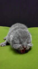 Clonz Bsh - British Shorthair Cat