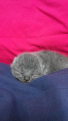 Clonz Bsh - British Shorthair Cat