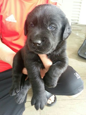 Black Labrador With Mka Sale - Labrador Retriever Dog