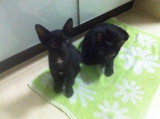 Salem (Pls Read Description) - Domestic Short Hair + Bombay Cat