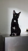 Salem (Pls Read Description) - Domestic Short Hair + Bombay Cat