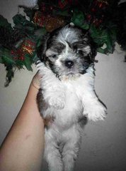 Shih Tzu Tricolor 18/9 - Shih Tzu Dog