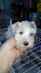 Schnauzer - White 18/9 - Schnauzer Dog