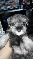 Schnauzer - 18/9 - Schnauzer Dog