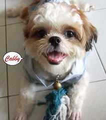 Chubby 1 - Shih Tzu Dog