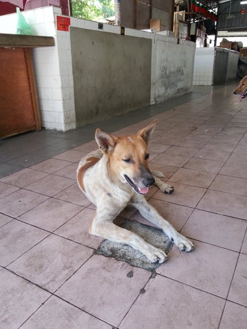 Charlie Brown - Mixed Breed Dog