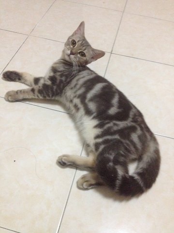 Maya - American Shorthair Cat