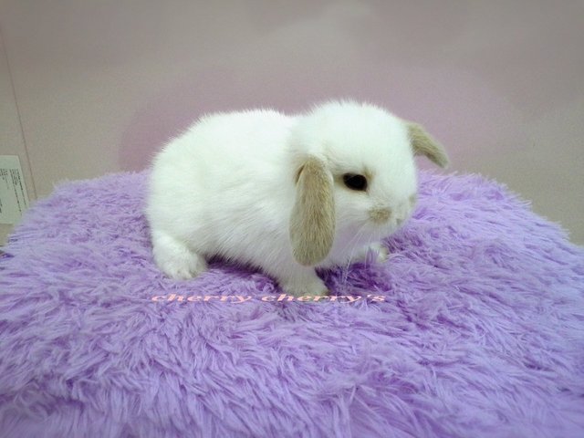 Holland Lop -tri Colour  - Holland Lop Rabbit