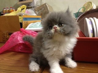 Robbin - Persian Cat