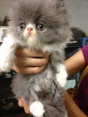 Robbin - Persian Cat