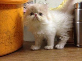 Hawk - Persian Cat