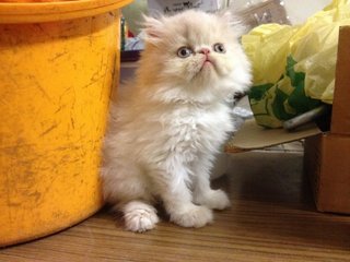 Hawk - Persian Cat