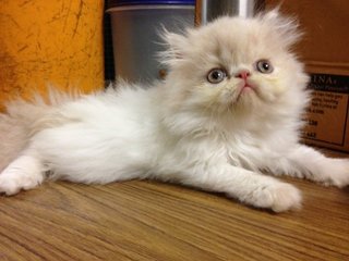 Hawk - Persian Cat