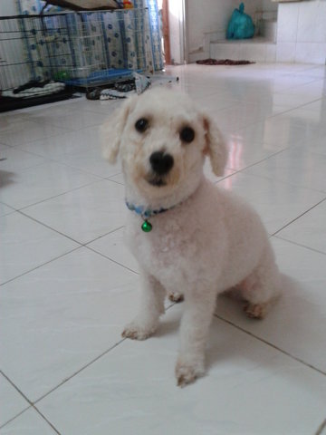 Snowy - Poodle Dog