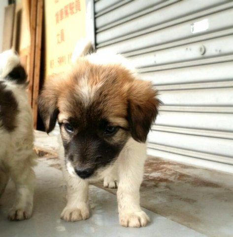 *please Name Us* - Mixed Breed Dog