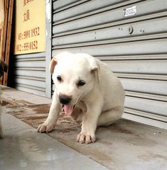 *please Name Us* - Mixed Breed Dog