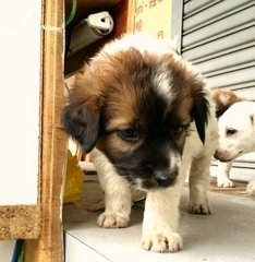 *please Name Us* - Mixed Breed Dog