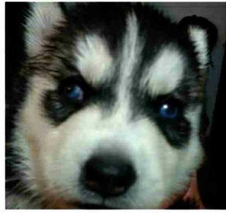 Siberian Husky - Siberian Husky Dog