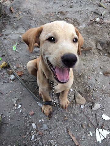 Bingo - Mixed Breed Dog