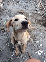 Bingo - Mixed Breed Dog