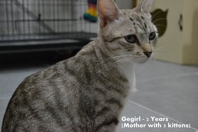 Gegirl - Domestic Short Hair Cat