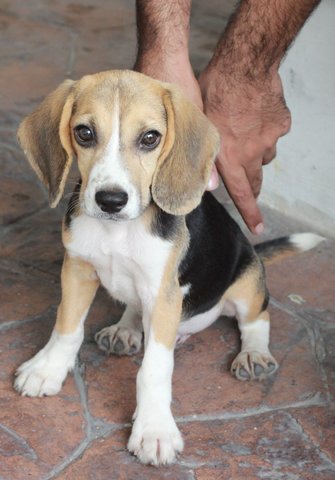 Tyrion (Beagle) - Beagle Dog