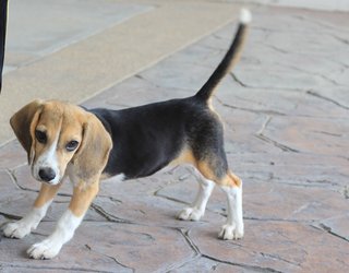 Tyrion (Beagle) - Beagle Dog