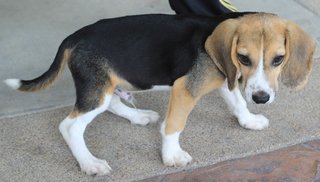 Tyrion (Beagle) - Beagle Dog