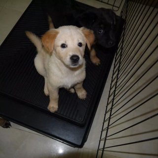 3 Siblings (Female-retriever Pups) - Retriever Mix Dog