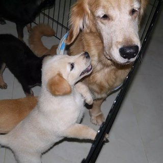 3 Siblings (Female-retriever Pups) - Retriever Mix Dog