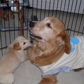 3 Siblings (Female-retriever Pups) - Retriever Mix Dog