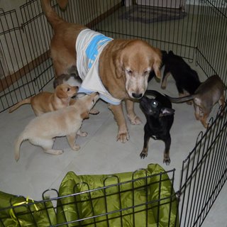 3 Siblings (Female-retriever Pups) - Retriever Mix Dog