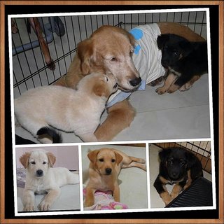 3 Siblings (Female-retriever Pups) - Retriever Mix Dog