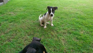 2 Siblings ( Forest Team-2nd Batch) - Rottweiler Mix Dog