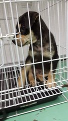 2 Siblings ( Forest Team-2nd Batch) - Rottweiler Mix Dog