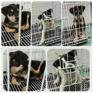 2 Siblings ( Forest Team-2nd Batch) - Rottweiler Mix Dog