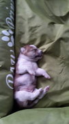 Billion (Female-6 Weeks Old) - Mixed Breed Dog