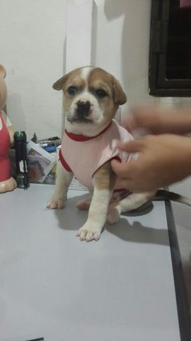 Billion (Female-6 Weeks Old) - Mixed Breed Dog