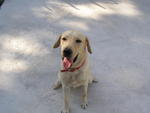 Pa Pai - Labrador Retriever Dog