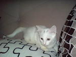 Jasmine - Turkish Angora Cat