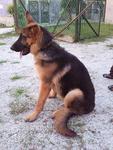 Imported Gsd - German Shepherd Dog Dog