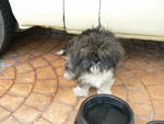 Dino - Shih Tzu Dog