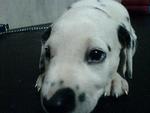 Tommy - Dalmatian Dog