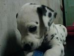 Tommy - Dalmatian Dog