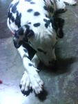 Tommy - Dalmatian Dog